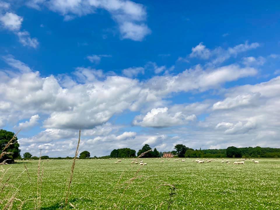 A blanket of flowering clover, grazing livestock and sunshine